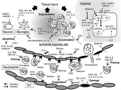 Neonatal asphyxia as an inflammatory disease: Reactive oxygen species and cytokines